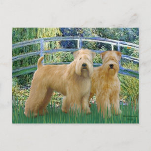 Cartão Postal Ponte - Dois Wheaten Terriers