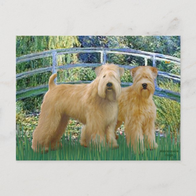 Cartão Postal Ponte - Dois Wheaten Terriers (Frente)