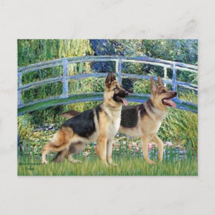 Cartão Postal Ponte Lily Pond - Dois German shepherd
