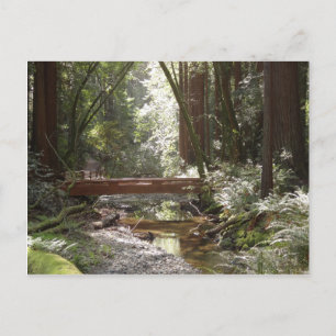Cartão Postal Ponte Muir Woods II