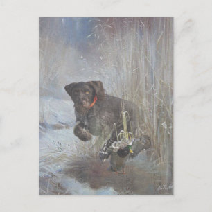 Cartão Postal Ponteiro alemão Wirehaired
