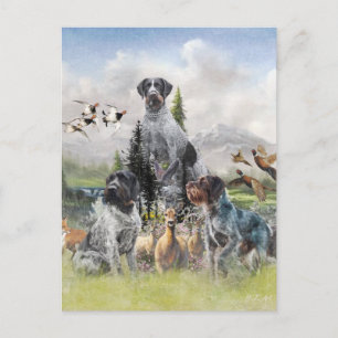 Cartão Postal Ponteiro alemão Wirehaired
