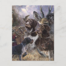 Ponteiro alemão Wirehaired