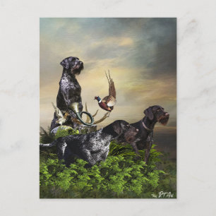 Cartão Postal Ponteiro alemão Wirehaired