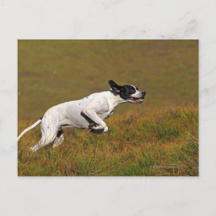 Cartão Postal Ponteiro. Canis lupus familiaris
