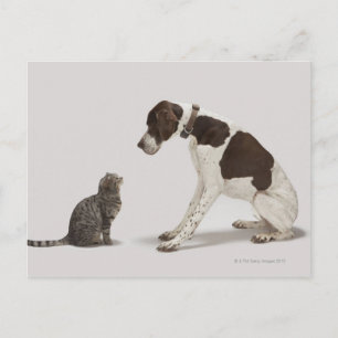 Cartão Postal Ponteiro olhando para o gato