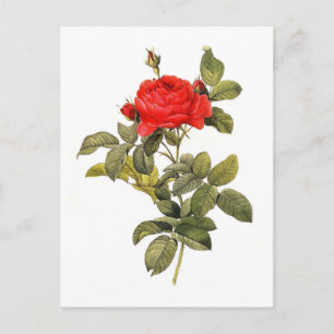 Cartão Postal Pontiana do gallica de Rosa