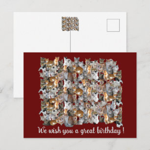 Cartão Postal Ponto de encontro dos gatos - aniversário fofo