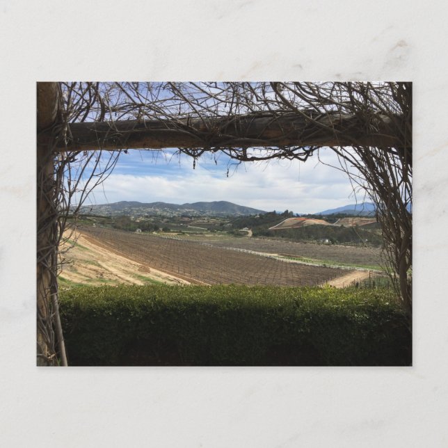 Cartão Postal Ponto de vista do vinhedo (Frente)