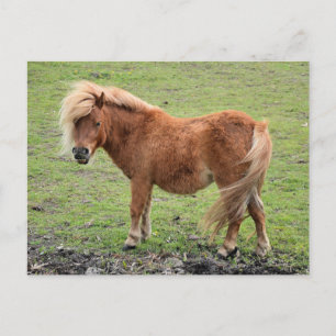Cartão postal Pony