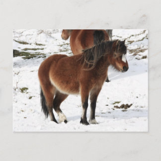 Cartão Postal Pony