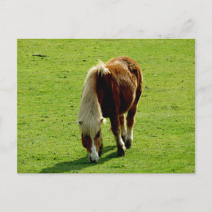Cartão Postal Pony Grazing in Field