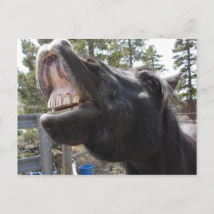 Cartão Postal Pony Talk