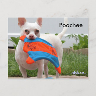 Cartão Postal Poochee, -slyken-