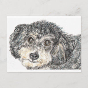 CARTÃO POSTAL POODLE