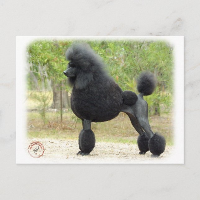 Cartão Postal Poodle (Frente)