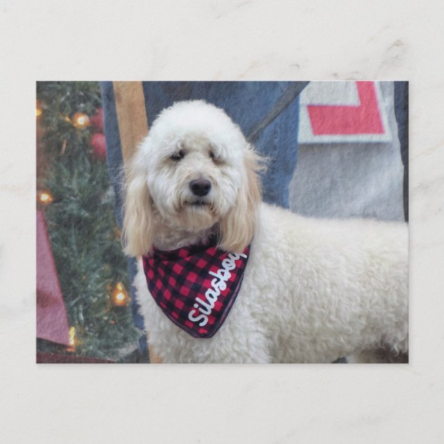 Cartão Postal Poodle (Frente)