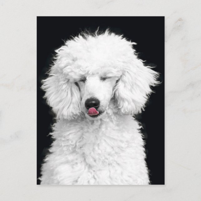 Cartão Postal Poodle branco (Frente)