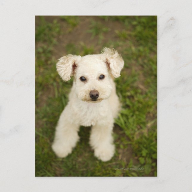 Cartão Postal Poodle (branco) (Frente)