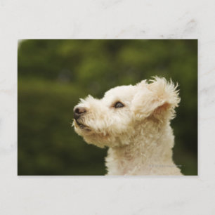 Cartão Postal Poodle (branco) 2