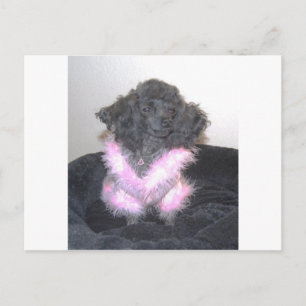 Cartão Postal Poodle Brinquedo Negro no Suéter Rosa oh la