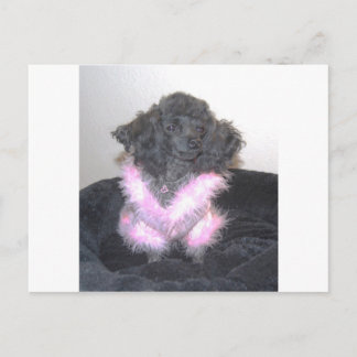 Cartão Postal Poodle Brinquedo Negro no Suéter Rosa oh la
