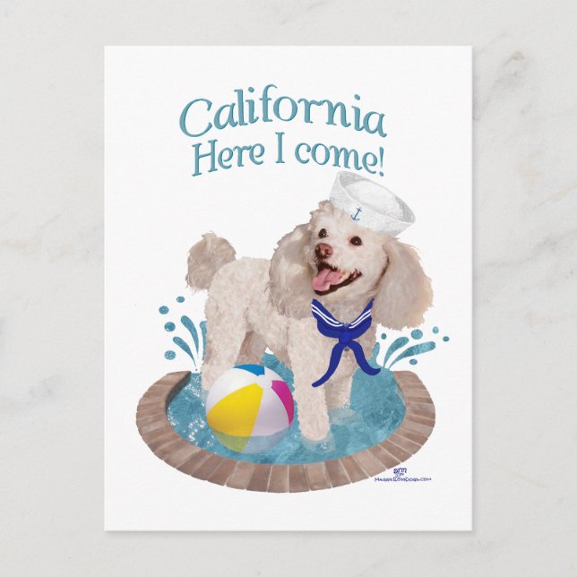 Cartão Postal Poodle Califórnia (Frente)