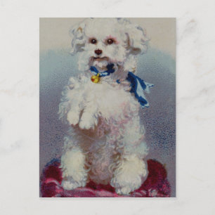 Cartão Postal Poodle com fita azul