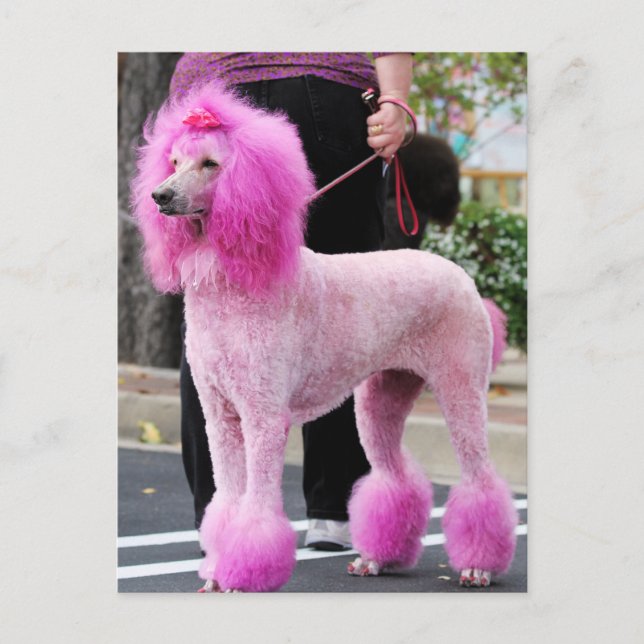 Cartão Postal Poodle Day 2010 #11 (Frente)