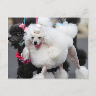 Cartão Postal Poodle Day 2010 #6