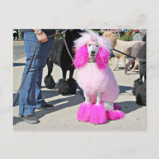 Cartão Postal Poodle Day 2016 - Barnes - Poodle Padrão Rosa
