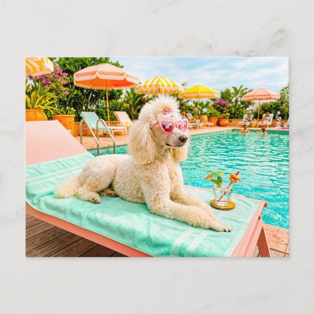 Cartão Postal Poodle em poltrona de lounge (Frente)