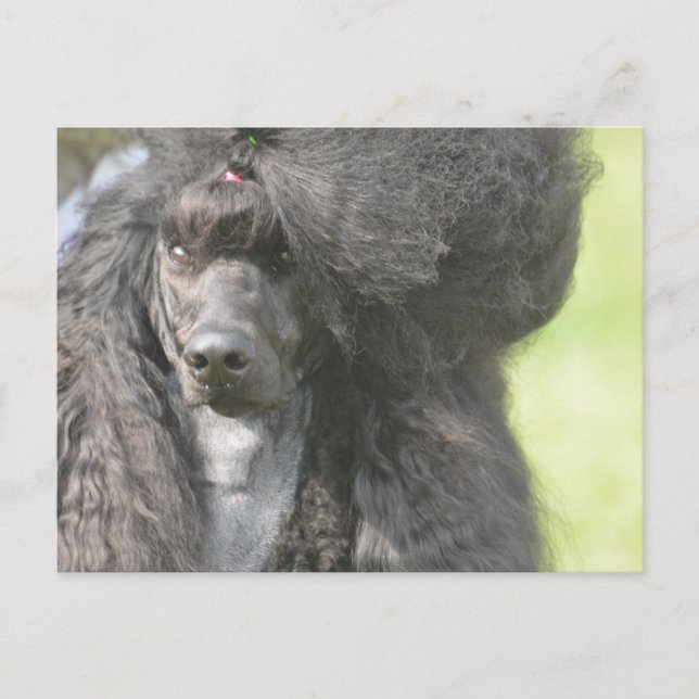 Cartão Postal Poodle Negra Doce (Frente)