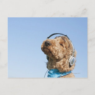 Cartão Postal Poodle Padrão