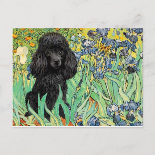 Cartão Postal Poodle (preto 1) - Irrises (Frente)