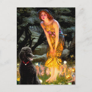 Cartão Postal Poodle Preto Padrão de Meia-Eve (T)