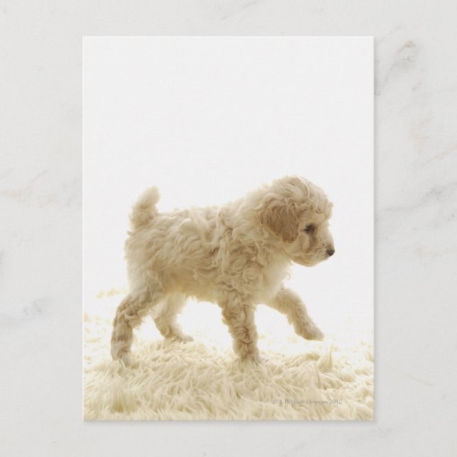 Cartão Postal Poodle Puppy (Frente)