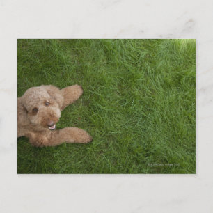 Cartão Postal poodle standard 2