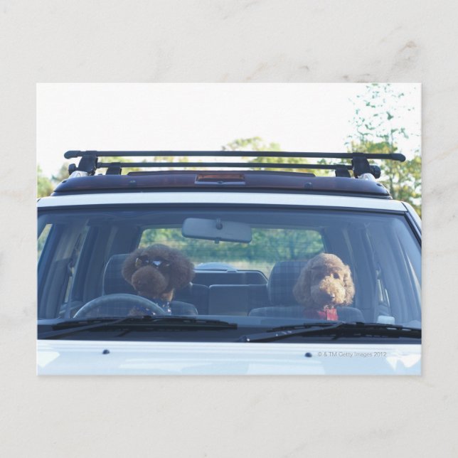 Cartão Postal poodle standard 4 (Frente)