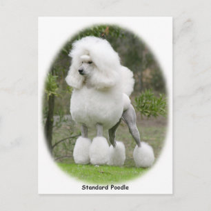 Cartão Postal Poodle Standard 9Y199D-029