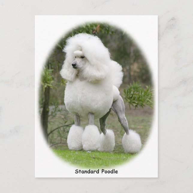 Cartão Postal Poodle Standard 9Y199D-029 (Frente)