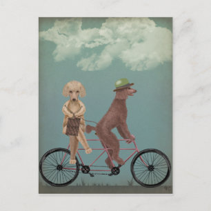 Cartão Postal Poodle Tandem