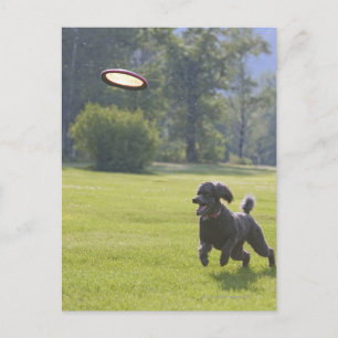 Cartão Postal Poodle tocando frisbee