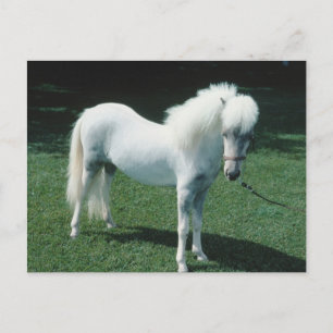Cartão Postal Poofy White Pony