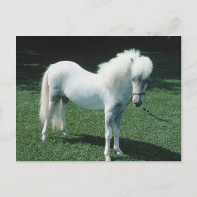 Cartão Postal Poofy White Pony (Frente)