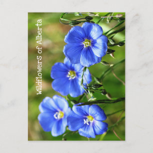 Cartão Postal Pop de Flores Azuis Gordas Contra Grama Verde