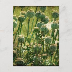 Cartão Postal Pop Flower Seods