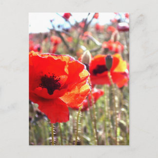 Cartão Postal Poppies