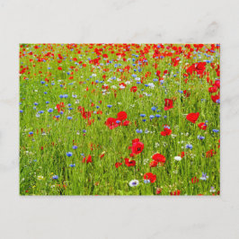 Cartão Postal Poppies