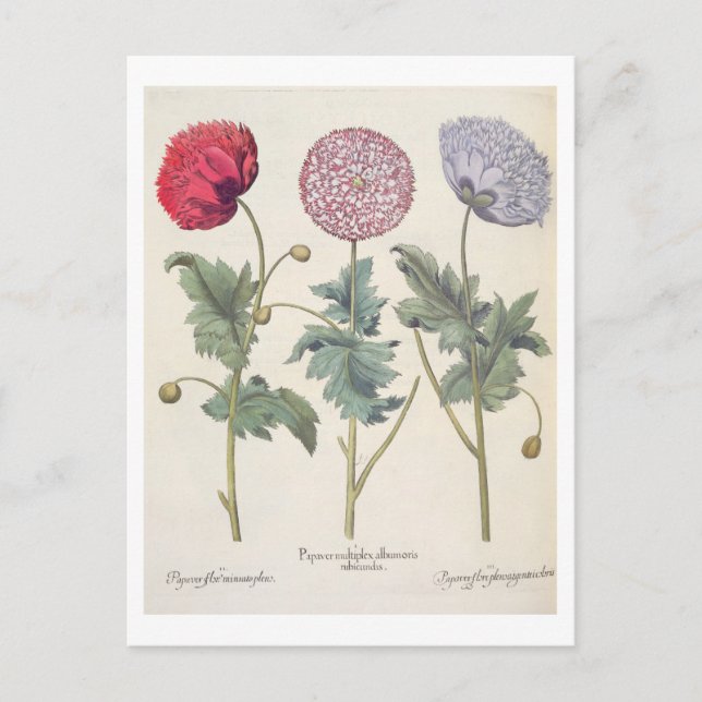 Cartão Postal Poppies: 1.Papaver multiplex albumoris rubicundis; (Frente)
